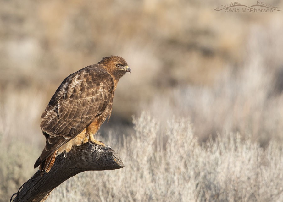 Female Red-tailed Hawk before lifting off from a wooden perch, Box Elder County, Utah
