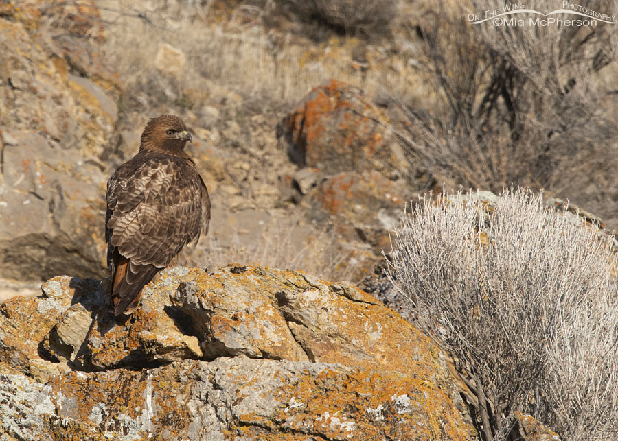 Red-tailed Hawk female on a lichen covered cliff face, Box Elder County, Utah