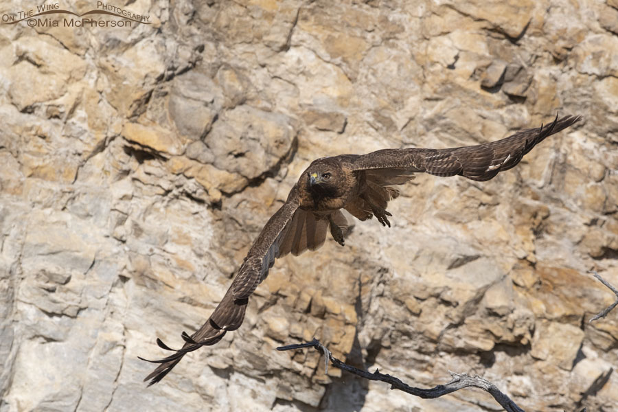 Female Red-tailed Hawk flying in front of a cliff face, Box Elder County, Utah