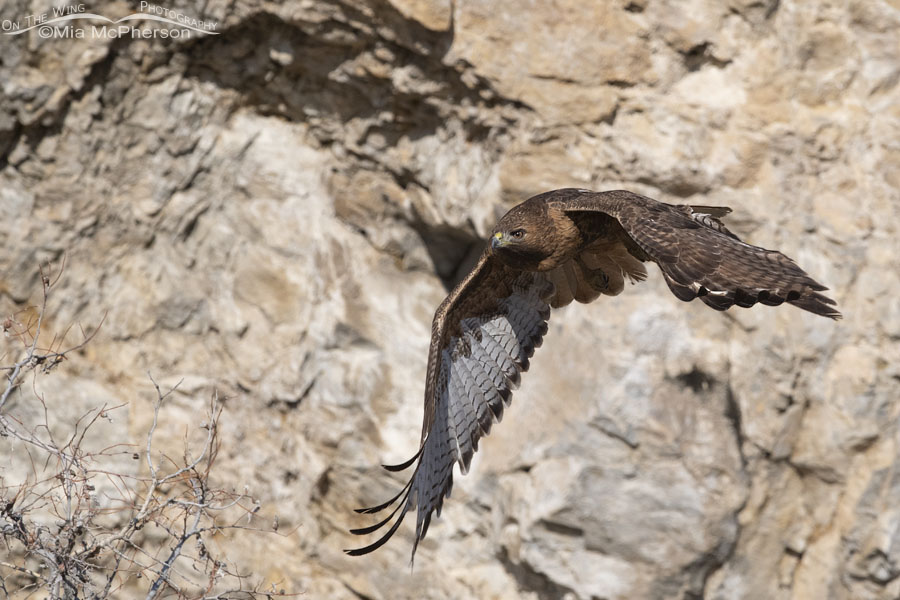Female Red-tailed Hawk in a hurry, Box Elder County, Utah