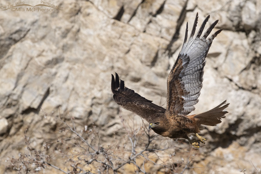 One serious looking female Red-tailed Hawk, Box Elder County, Utah