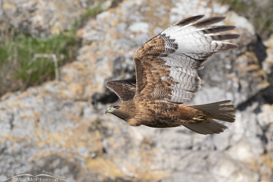 Rufous Red-tailed Hawk female flying south, Box Elder County, Utah