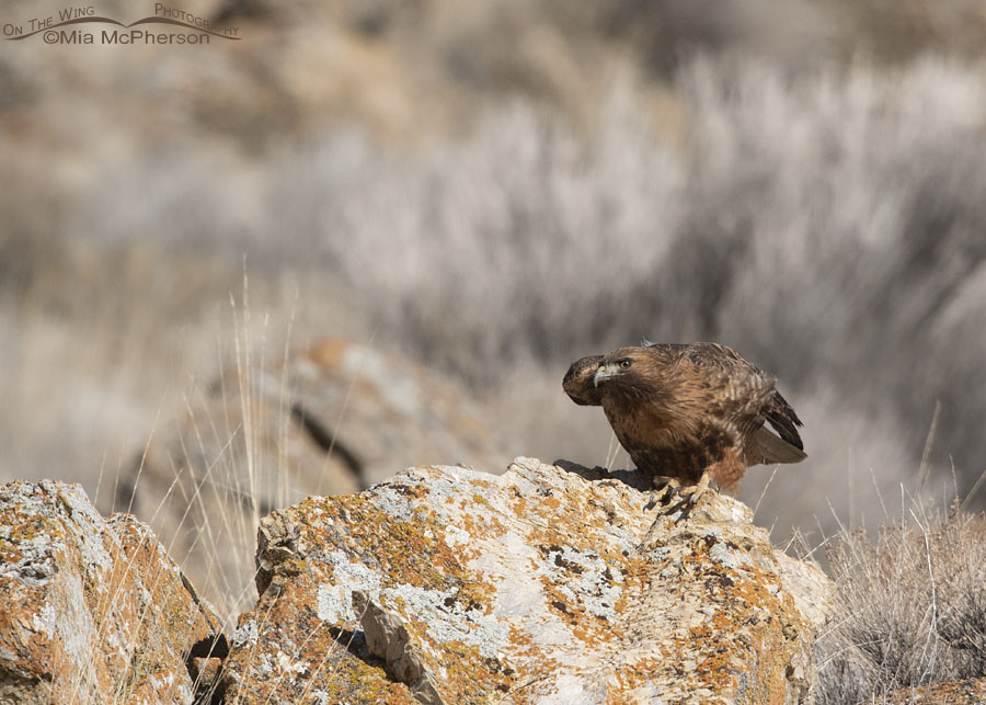 Rufous morph Red-tailed Hawk crouching prior to lift off, Box Elder County, Utah