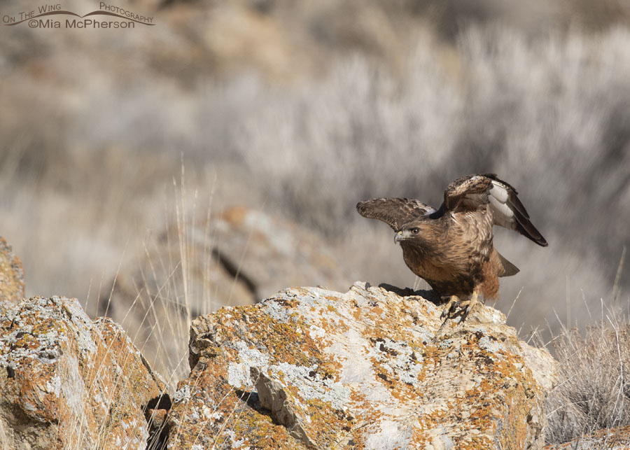 Rufous morph Red-tailed Hawk raising her wings prior to lift off, Box Elder County, Utah