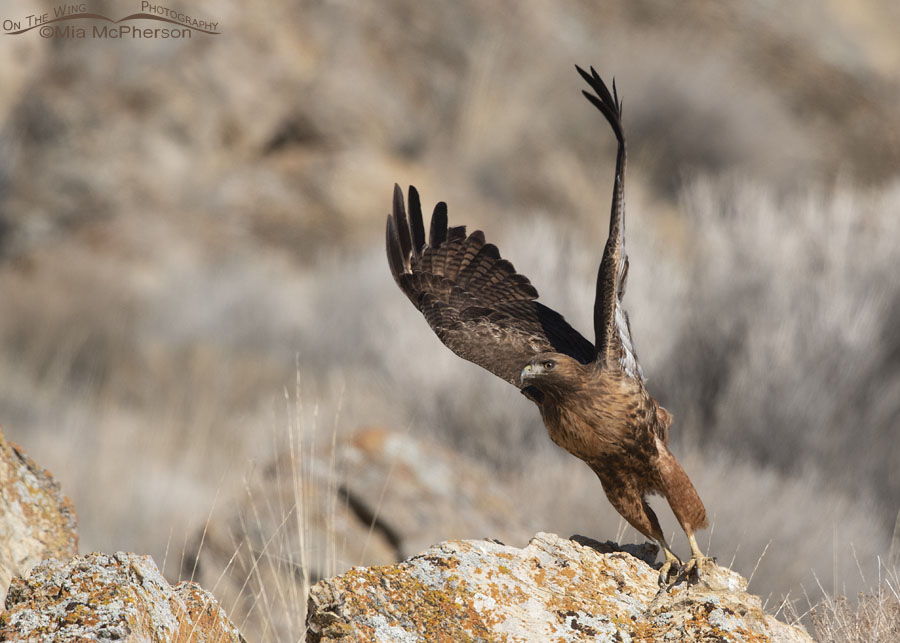 Rufous morph Red-tailed Hawk pushing off from her perch, Box Elder County, Utah