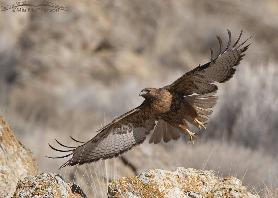 Rufous morph Red-tailed Hawk after lifting off, Box Elder County, Utah