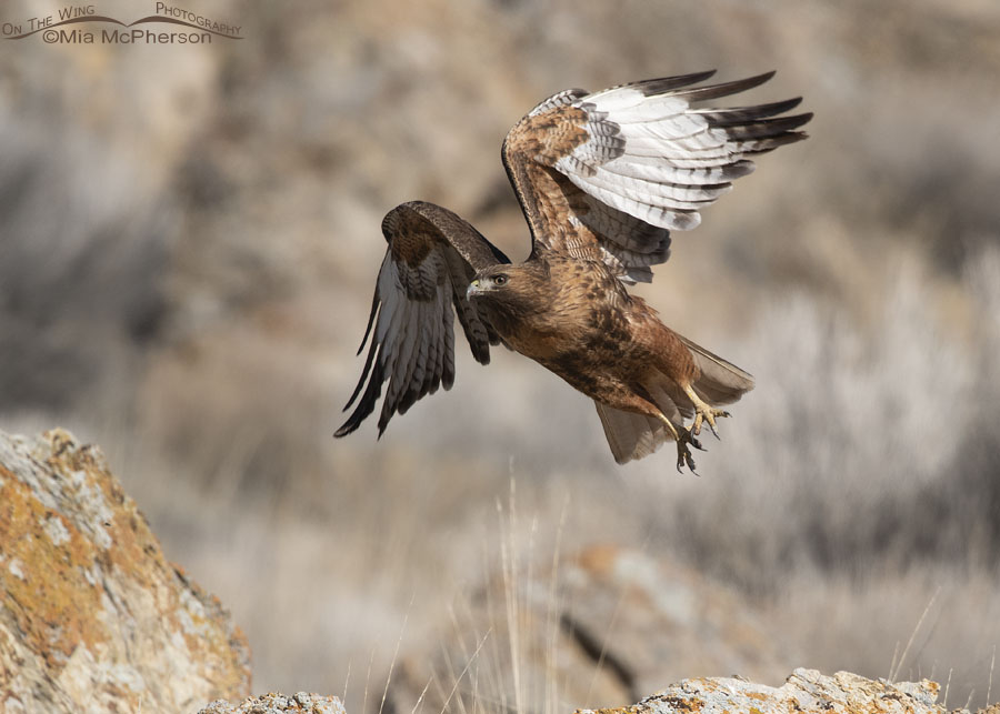 Rufous morph Red-tailed Hawk gaining altitude after lifting off, Box Elder County, Utah