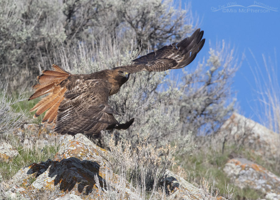 Female Red-tailed Hawk lifting off from a cliff, Box Elder County, Utah