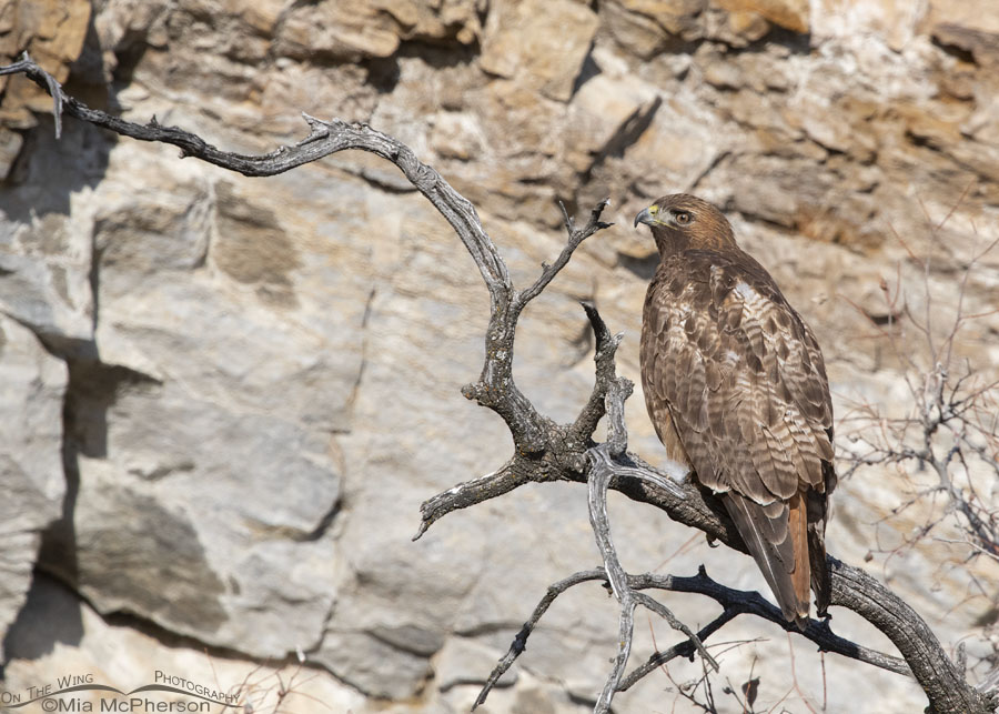 Female Red-tailed Hawk perched in a tree in front of a cliff, Box Elder County, Utah
