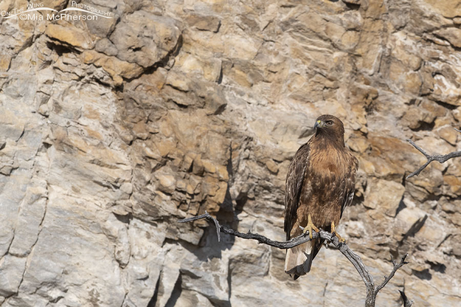 Female Red-tailed Hawk in front of a cliff, Box Elder County, Utah