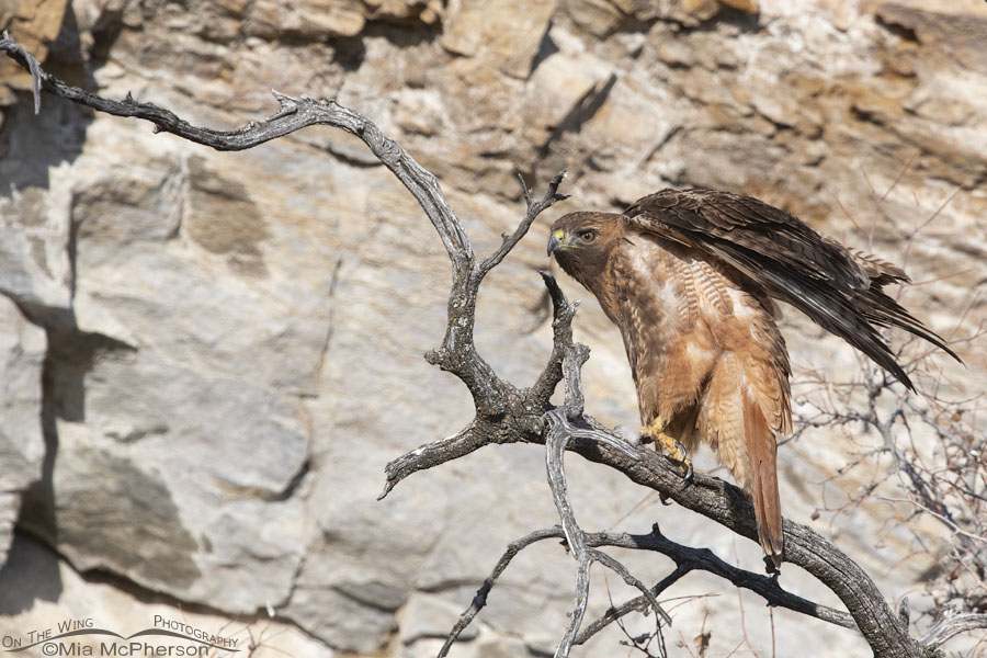 Rufous Red-tailed Hawk female wing lift, Box Elder County, Utah