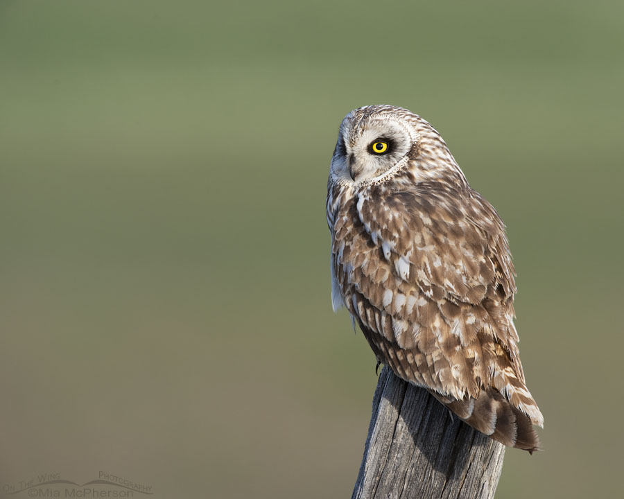 Male Short-eared Owl looking out over green fields, Box Elder County, Utah