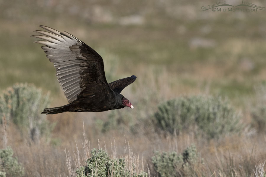 Adult Turkey Vulture flying low over sagebrush, Box Elder County, Utah