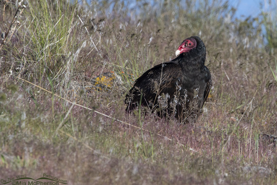 Turkey Vulture on a grassy hillside, Box Elder County, Utah