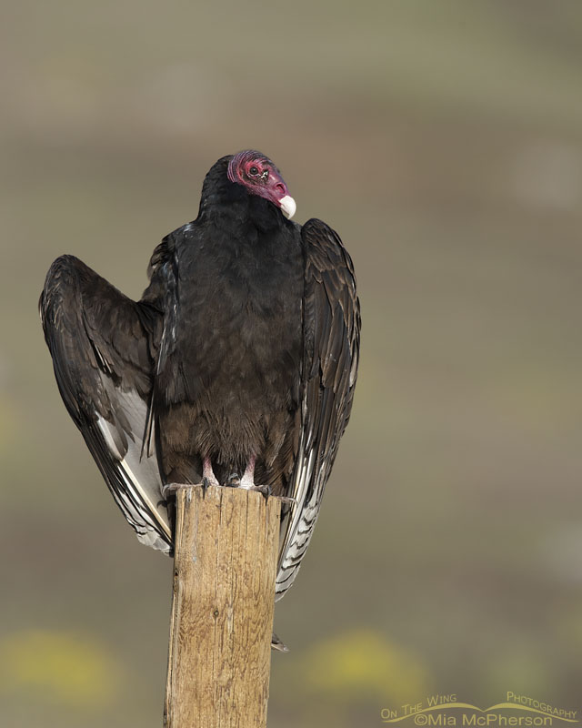 Turkey Vulture warming up in the Sun, Box Elder County, Utah