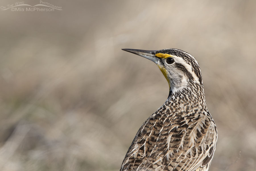 Close up of an early spring Western Meadowlark, Antelope Island State Park, Davis County, Utah