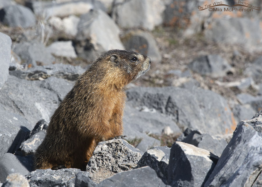 Alert female Yellow-bellied Marmot, Box Elder County, Utah