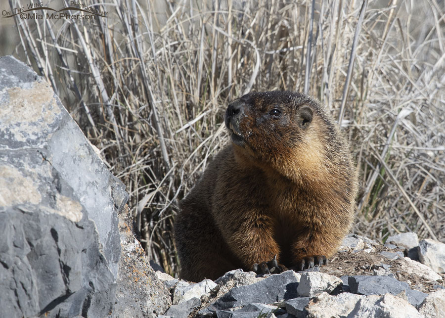 Big male Yellow-bellied Marmot, Box Elder County, Utah