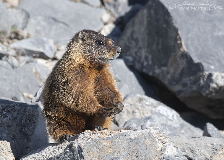 Yellow-bellied Marmot pup sitting on rocks near its burrow, Box Elder County, Utah