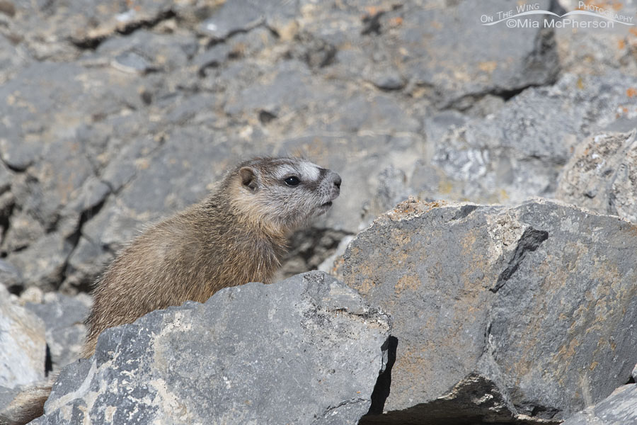 Yellow-bellied Marmot pup warming up on some rocks, Box Elder County, Utah
