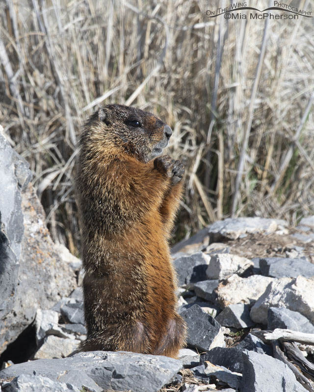 Yellow-bellied Marmot pup standing up on some rocks, Box Elder County, Utah