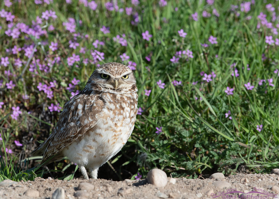 Male Burrowing Owl guarding his burrow, Antelope Island State Park, Davis County, Utah