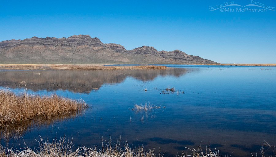 Fish Springs NWR under a clear sky, Juab County, Utah