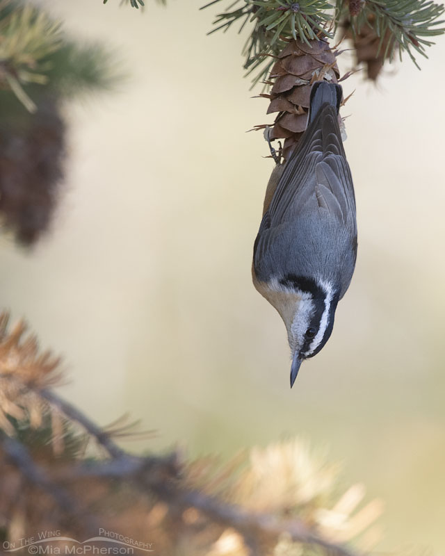 Red-breasted Nuthatch at the edge of a mountain forest, Stansbury Mountains, West Desert, Tooele County, Utah