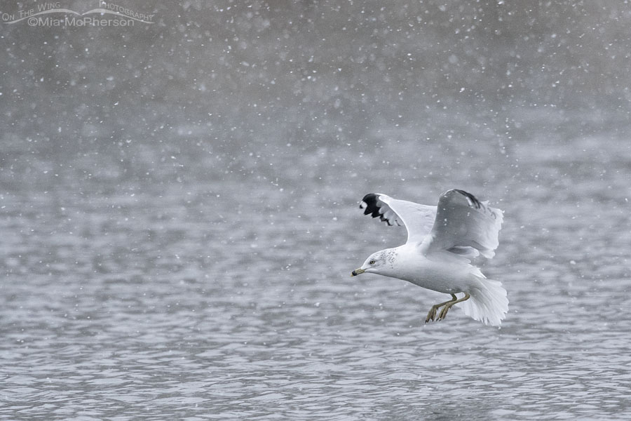 Ring-billed Gull landing in a snow storm, Salt Lake County, Utah