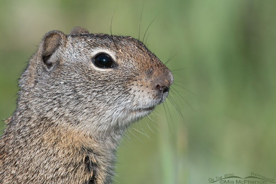 Adult Uinta Ground Squirrel close up, Little Emigration Canyon, Summit County, Utah