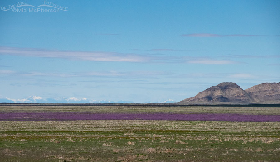 Blooming purple wildflowers in the West Desert of Utah, Tooele County, Utah