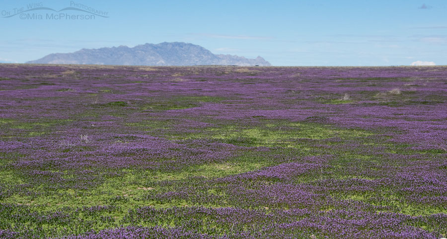 West Desert wildflower blooms, West Desert, Tooele County, Utah