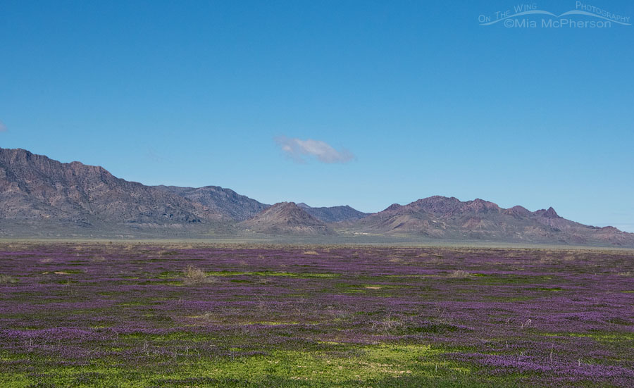 Sky Island Mountains and a wildflower bloom, West Desert, Utah