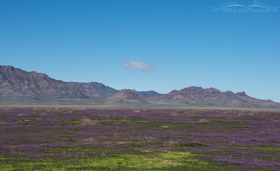 West Desert Images