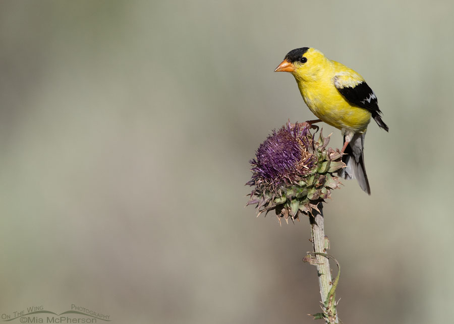 American Goldfinch male in breeding plumage on a Musk Thistle, Wasatch Mountains, Summit County, Utah