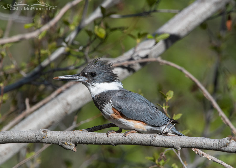 Female Belted Kingfisher with dirty bill and feet, Wasatch Mountains, Summit County, Utah