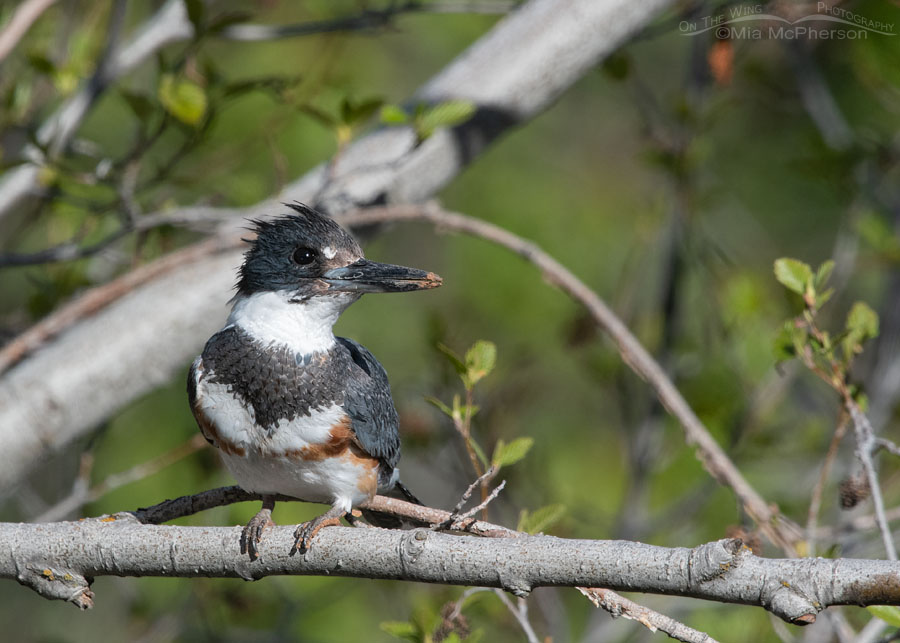 Female Belted Kingfisher in a mountain canyon, Wasatch Mountains, Summit County, Utah