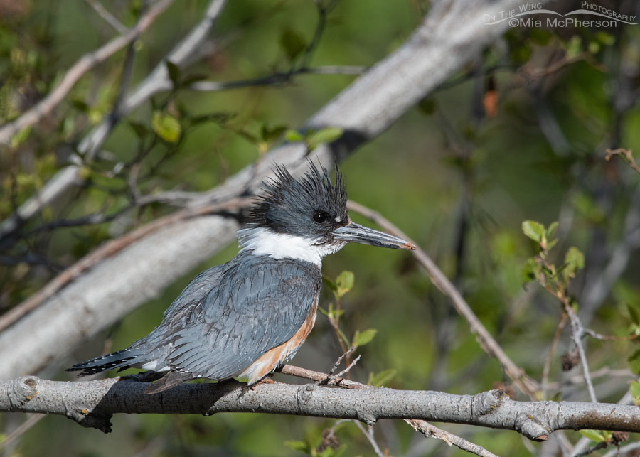 Female Belted Kingfisher near a creek in the Wasatch Mountains, Summit County, Utah