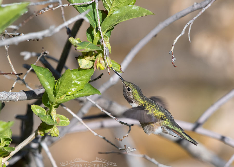 Male Broad-tailed Hummingbird at a Black Twinberry Honeysuckle