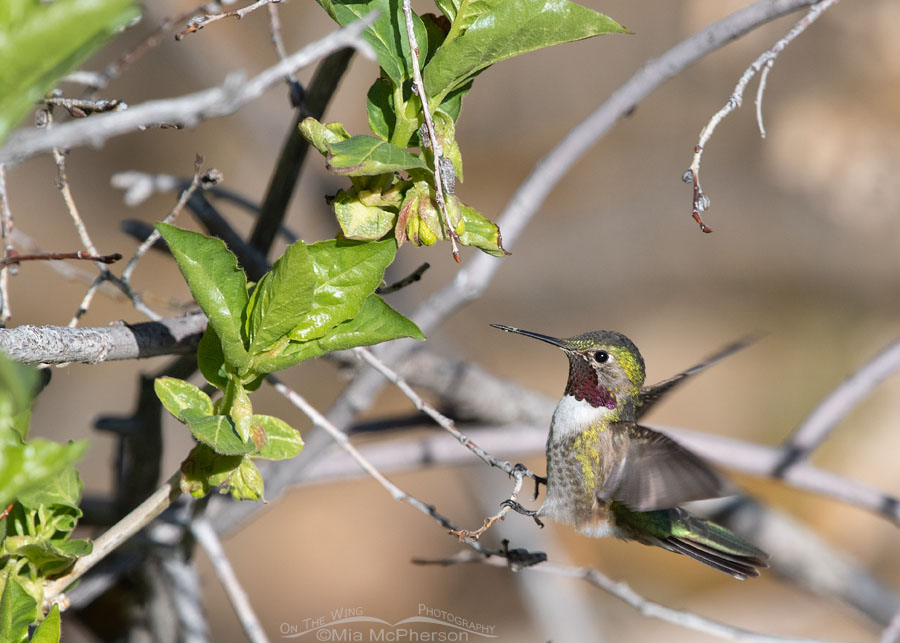 Landing Broad-tailed Hummingbird by a Black Twinberry Honeysuckle