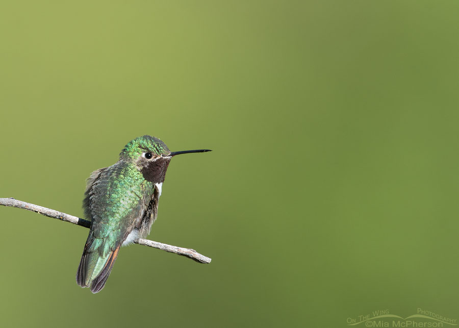 Male Broad-tailed Hummingbird giving me the eye from his favorite perch, Little Emigration Canyon, Morgan County, Utah