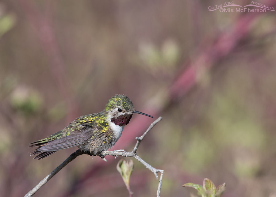 Male Broad-tailed Hummingbird on his favorite perch in a canyon