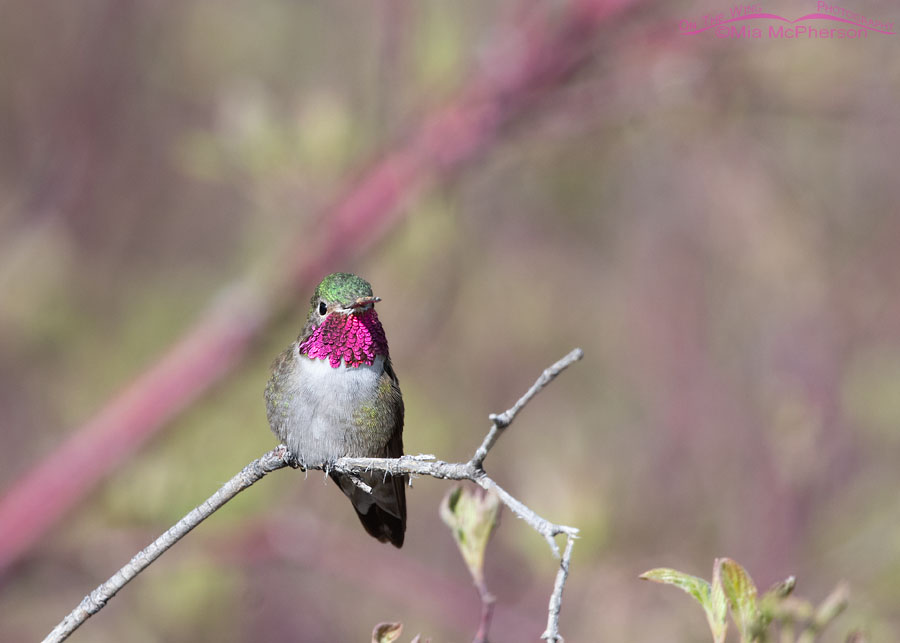 Male Broad-tailed hummingbird keeping on eye on his territory from his favorite perch, West Desert, Tooele County, Utah