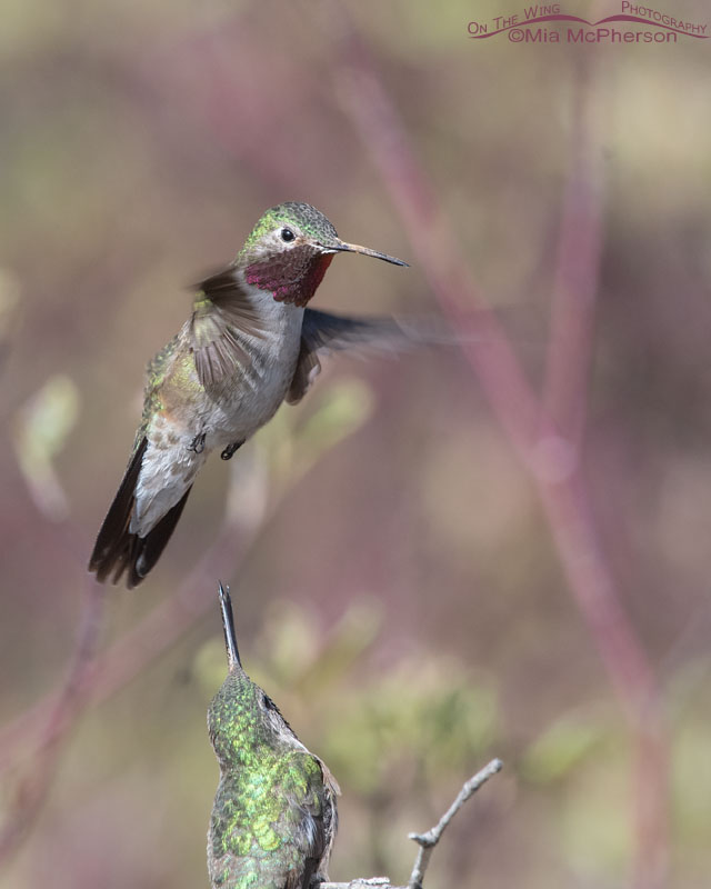 Male Broad-tailed Hummingbirds in an altercation, West Desert, Tooele County, Utah