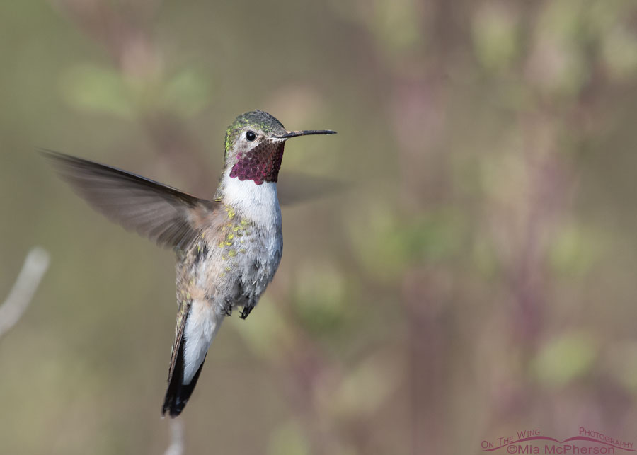 Hovering male Broad-tailed Hummingbird, West Desert, Tooele County, Utah