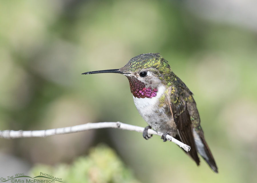 Male Broad-tailed Hummingbird up close, West Desert, Tooele County, Utah