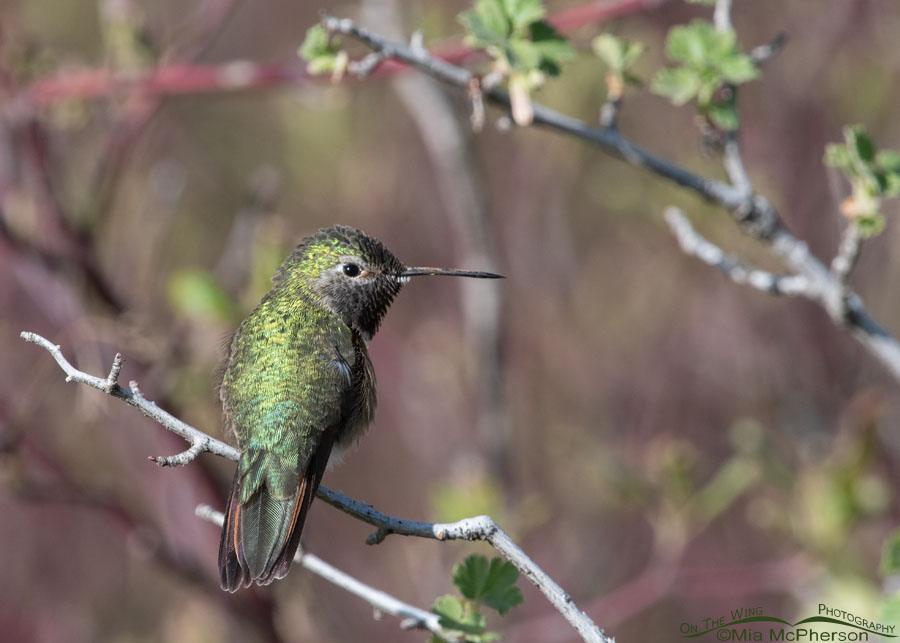 Over the shoulder look from a male Broad-tailed Hummingbird, West Desert, Tooele County, Utah