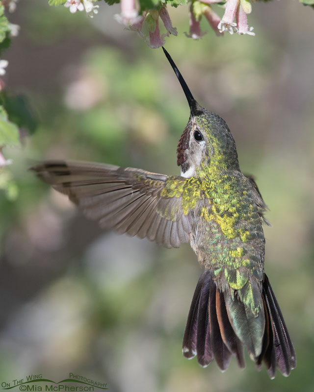 Male Broad-tailed Hummingbird getting nectar from a Wax Currant bloom, West Desert, Tooele County, Utah