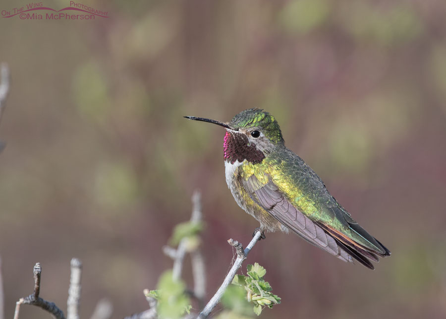 Male Broad-tailed Hummingbird perched on a Wax Currant bush, West Desert, Tooele County, Utah