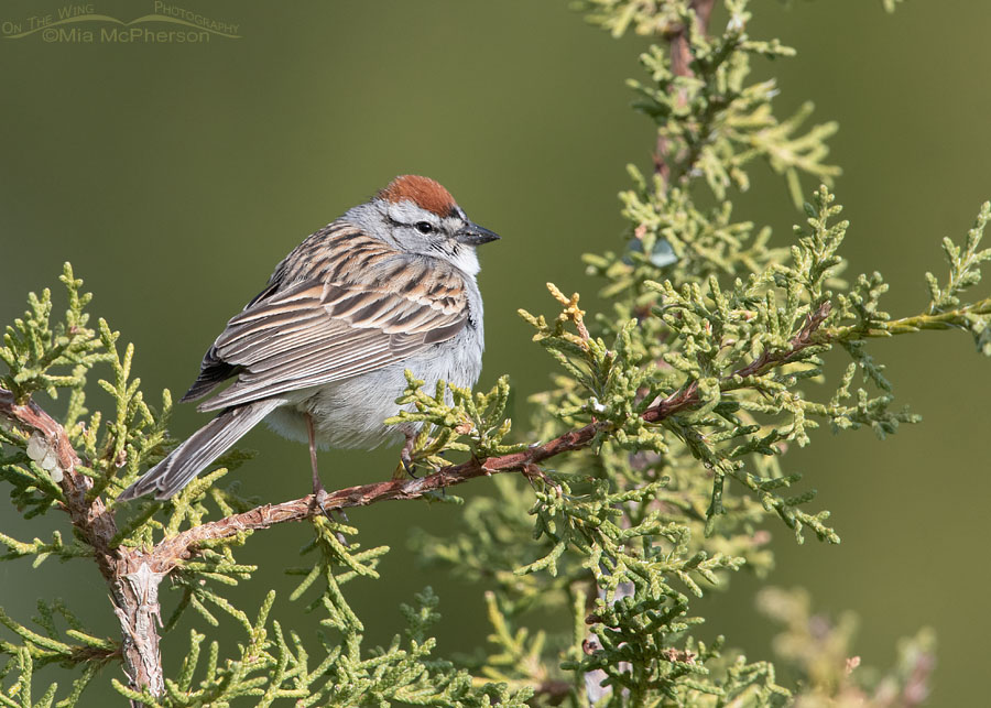Chipping Sparrow on a Juniper, West Desert, Tooele County, Utah